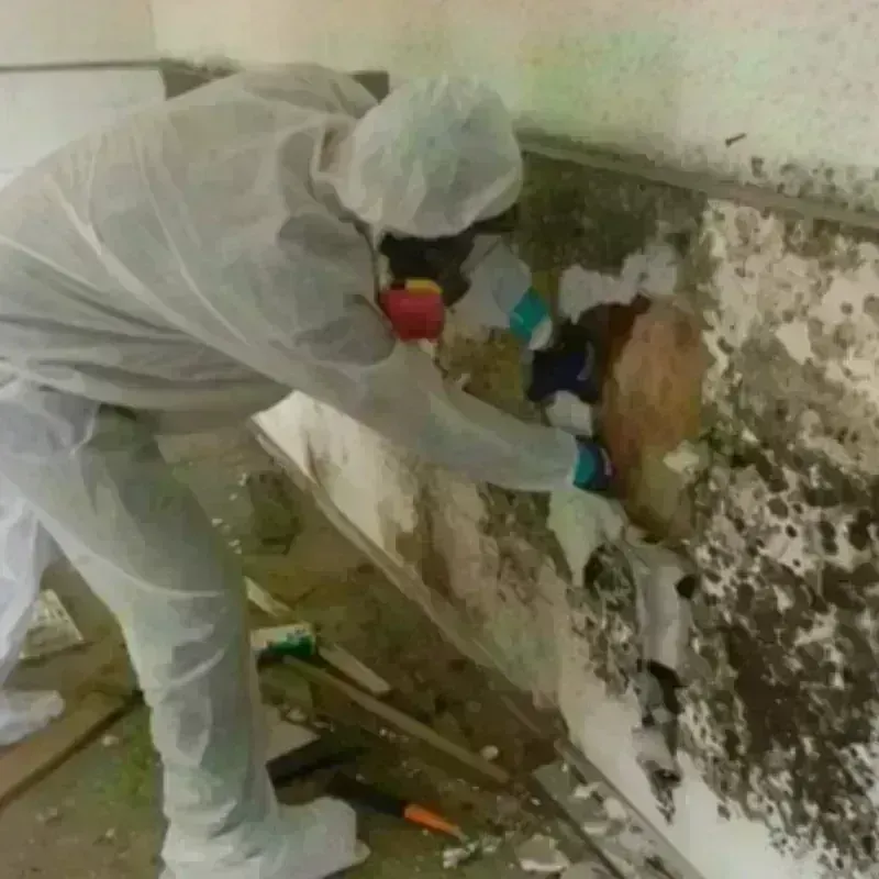 Mold Remediation and Removal in Boyd County, NE